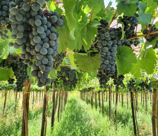 Cavas del Valle - Casona histórica en el Alto Valle de Elqui